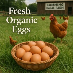 Fresh Organic Eggs per Dozen