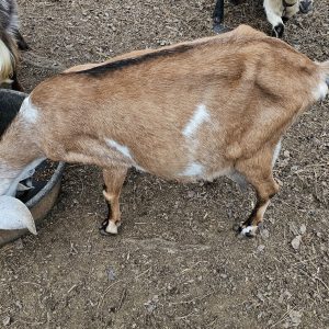 Qurbani Goat
